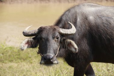 Buffalo yarım tam yemek çimen, Waterfront.
