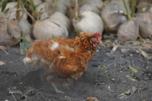 Höna Chick Uppfödning Naturlig Swift Svängda Rörelse — Stockfoto