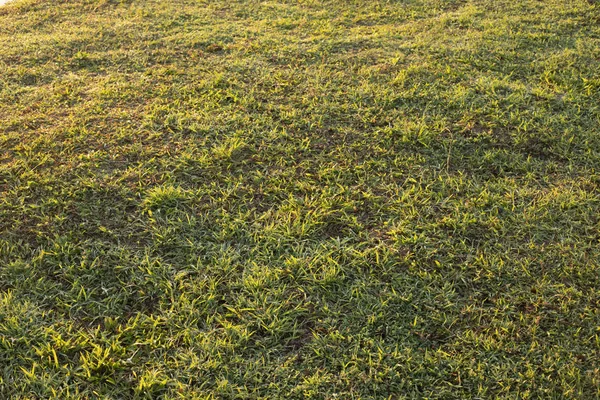 緑の草の朝背景 — ストック写真