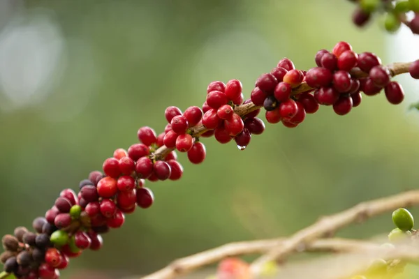 stock image Coffee plant with seeds.