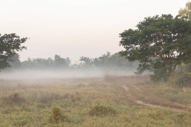 Puslu bir orman yolundan.