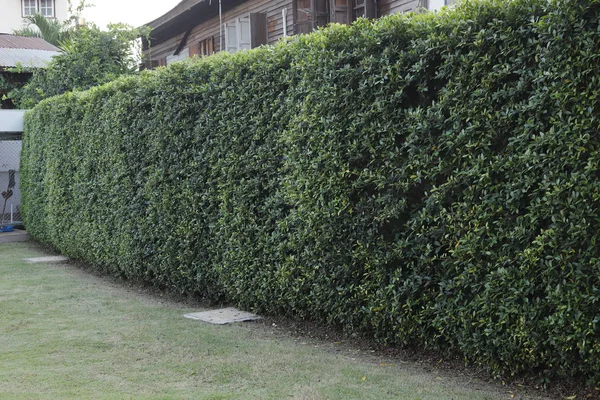 Backyard bush fence background.