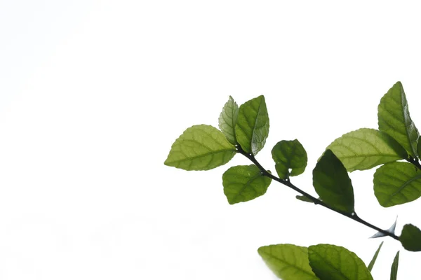 Blad Groen Geïsoleerd Een Witte Achtergrond Achtergrond — Stockfoto