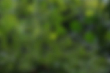 yaprak yeşil arka plan bulanıklık.