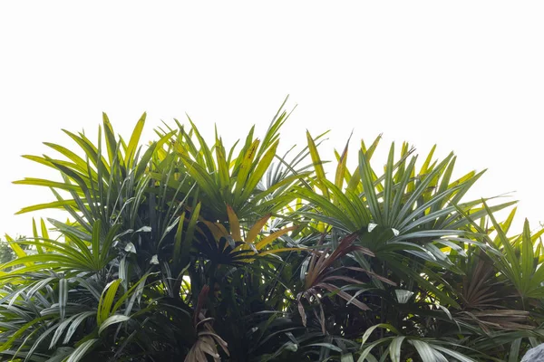 Beyaz Arka Plan Üzerinde Izole Yaprak Yeşil — Stok fotoğraf