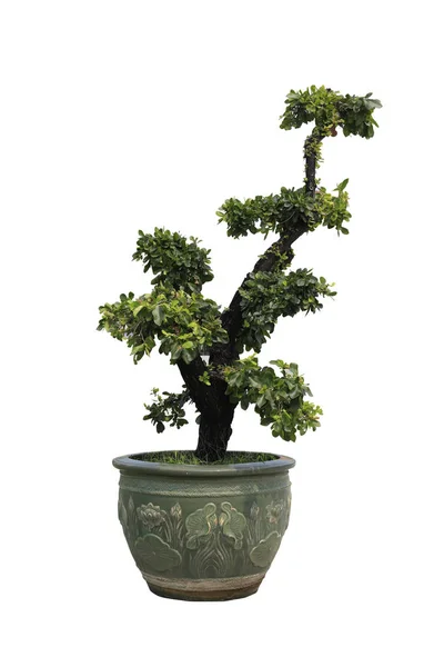 Bonsai Krukor Vit Bakgrund — Stockfoto