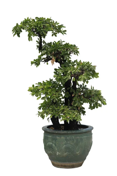 Bonsai Krukor Vit Bakgrund — Stockfoto