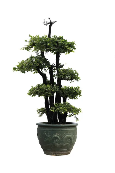 Bonsai Krukor Vit Bakgrund — Stockfoto