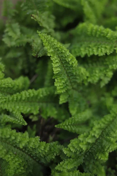 Hojas de helecho en el bosque. — Foto de Stock