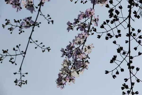 Frumoasă floare Queens Crape-Myrtle Flori înflorind focalizare moale . — Fotografie, imagine de stoc