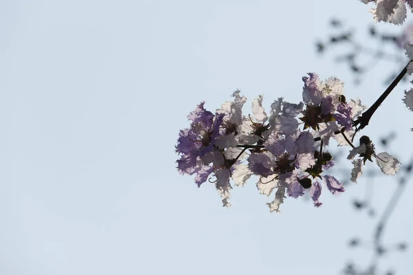 Belle fleur Queens Crape-Myrtle Flower floraison foyer doux . — Photo