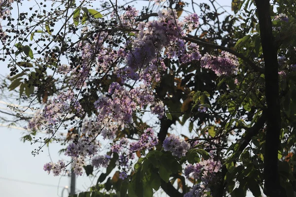 Bellissimo fiore Queens Crape-Mirto fiore fioritura soft focus . — Foto Stock