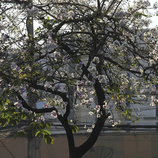 Mooie bloem Queens floers-Myrtle bloem bloeien soft focus Sea.... — Stockfoto