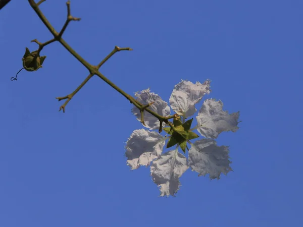 Frumoasă floare Queens Crape-Myrtle Flori înflorind focalizare moale . — Fotografie, imagine de stoc