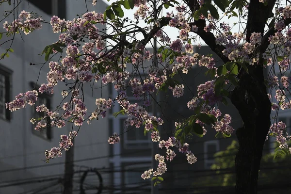 Belle fleur Queens Crape-Myrtle Flower floraison foyer doux . — Photo