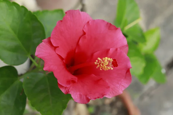 Hibiscus flores rojas — Foto de Stock