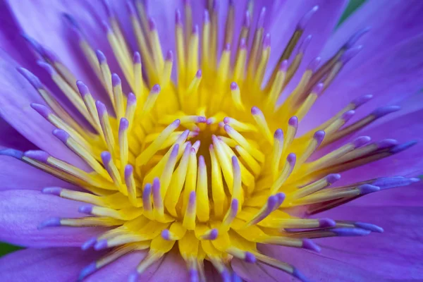 Blooming purple-yellow lotus flower  closeup.