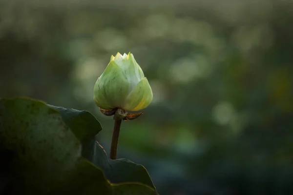 Doğada lotuses güneş parlar. — Stok fotoğraf