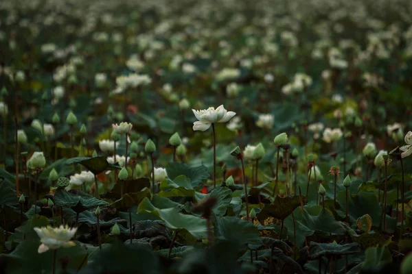 Lotusuri în natură soarele strălucește . — Fotografie, imagine de stoc
