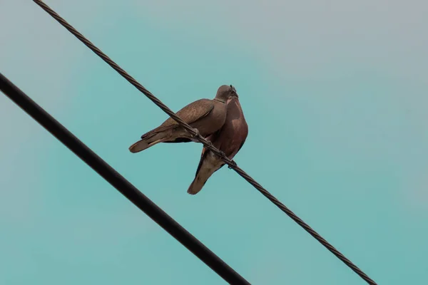 Pombos amam na linha de energia — Fotografia de Stock