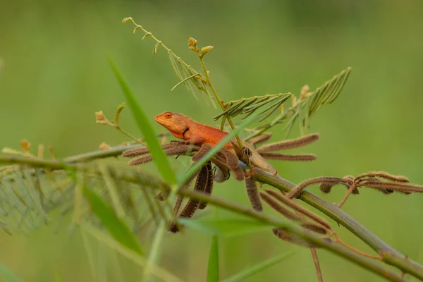 Camaleão vermelho na natureza fundo verde . — Fotografia de Stock