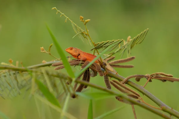 Red chameleon in nature green background. — Stock Photo, Image