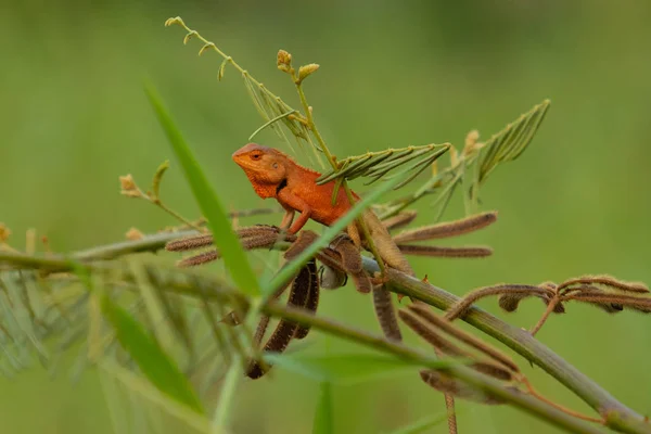 Camaleão vermelho na natureza fundo verde . — Fotografia de Stock