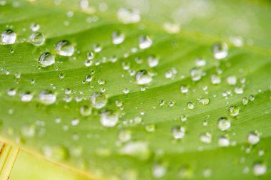 Yaprağın üzerindeki su damlacıkları