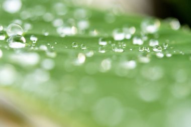 Yaprağın üzerindeki su damlacıkları