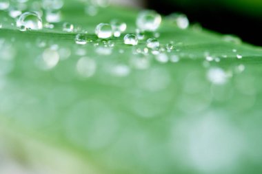 Yaprağın üzerindeki su damlacıkları