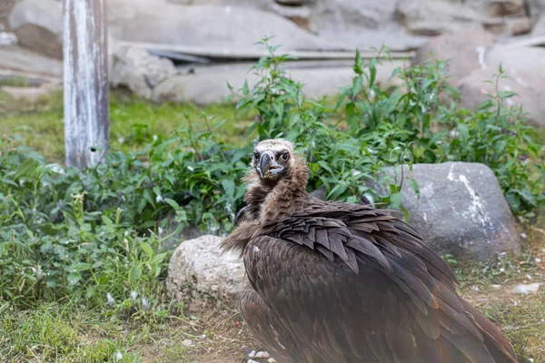 Black Vulture Moscow Zoo July 2019 — Stock Photo, Image