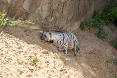 Çizgili sırtlan sıcak kum üzerinde dinleniyor