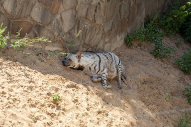 Çizgili sırtlan sıcak kum üzerinde dinleniyor