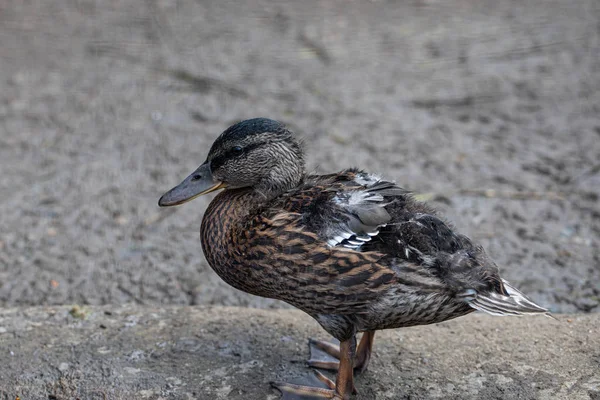 Asfaltta duran dişi ördek