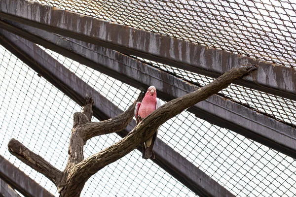 ケージの木の上に座っているピンクのコカトゥー — ストック写真