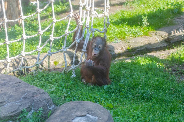 公園で遊ぶ小さなオランウータンの子供 — ストック写真