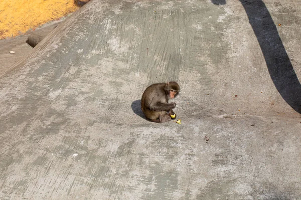 Japanische Makaken Fressen Die Früchte — Stockfoto