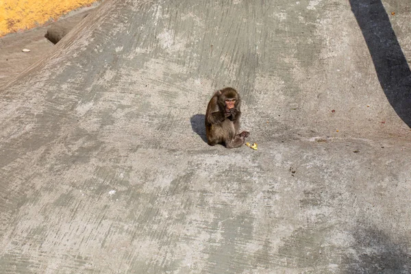 Macaco Japonês Comendo Fruta — Fotografia de Stock