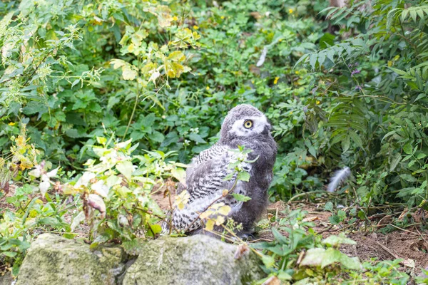 森の中のかわいいフクロウ — ストック写真