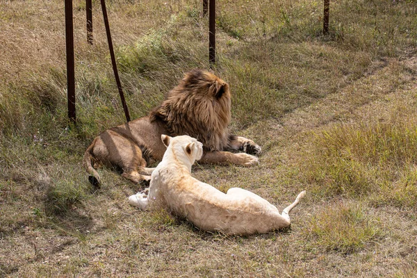 Hermoso León Con Leona Blanca Tendida Suelo —  Fotos de Stock