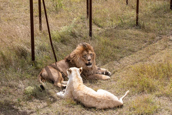 Hermoso León Con Leona Blanca Tendida Suelo —  Fotos de Stock