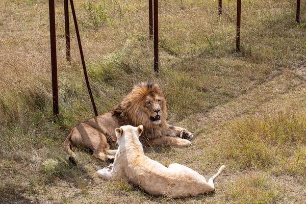 Beautiful lion with white lioness lying on the ground