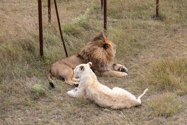 Hermoso León Con Leona Blanca Tendida Suelo —  Fotos de Stock