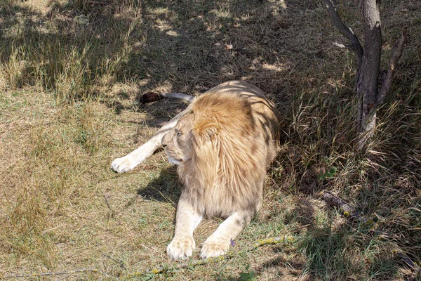 Leão Deitado Chão — Fotografia de Stock