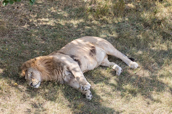 Lion Couché Sur Sol — Photo