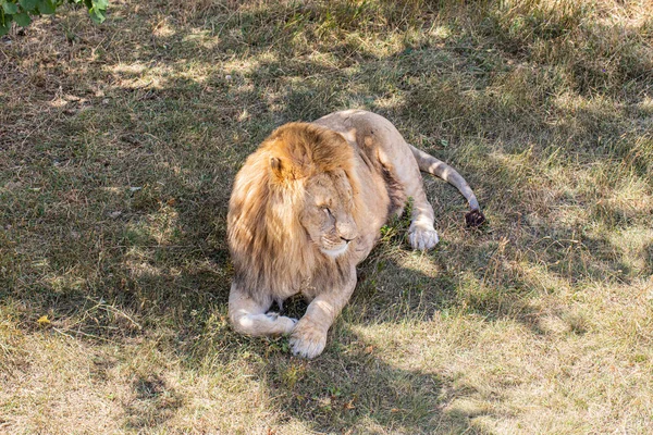 Lion Couché Sur Sol — Photo
