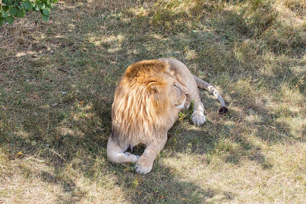 Löwe Liegt Auf Dem Boden — Stockfoto