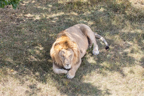 Lion Couché Sur Sol — Photo