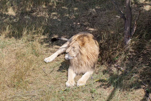 ライオンは地面に横になり — ストック写真