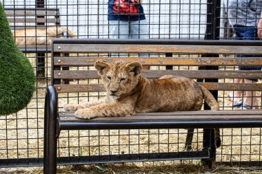 Güzel aslan yavrusu bankta yatıyor.